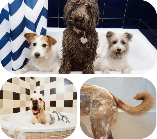 犬のお風呂
