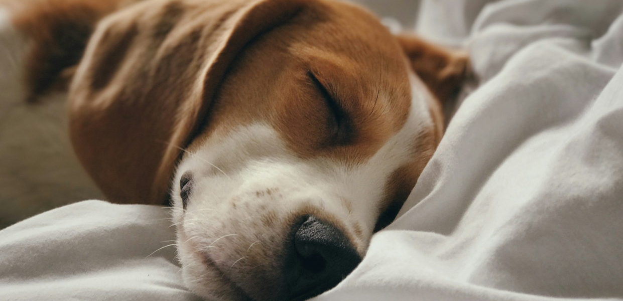 寝ている犬