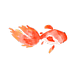 金魚