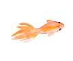 金魚