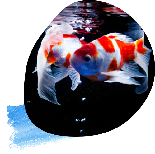 魚