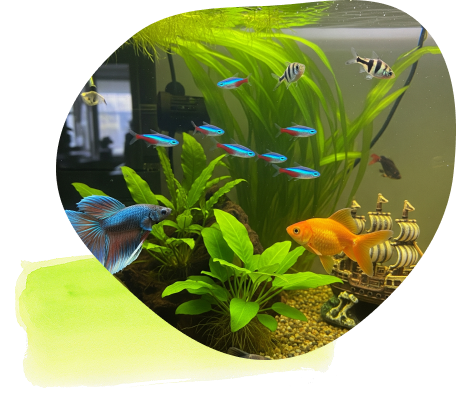 魚