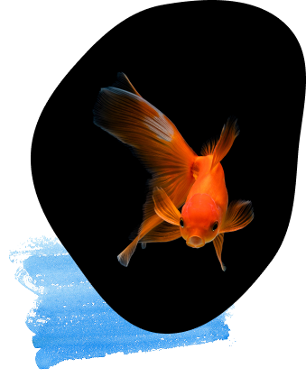 魚