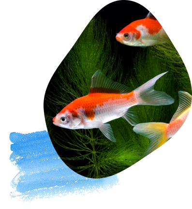 魚