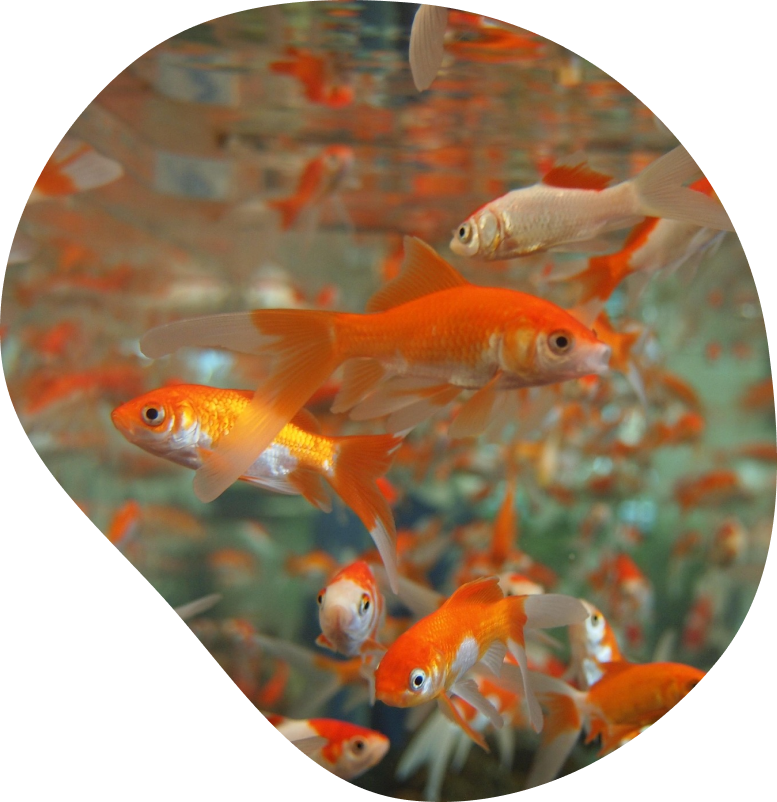 金魚